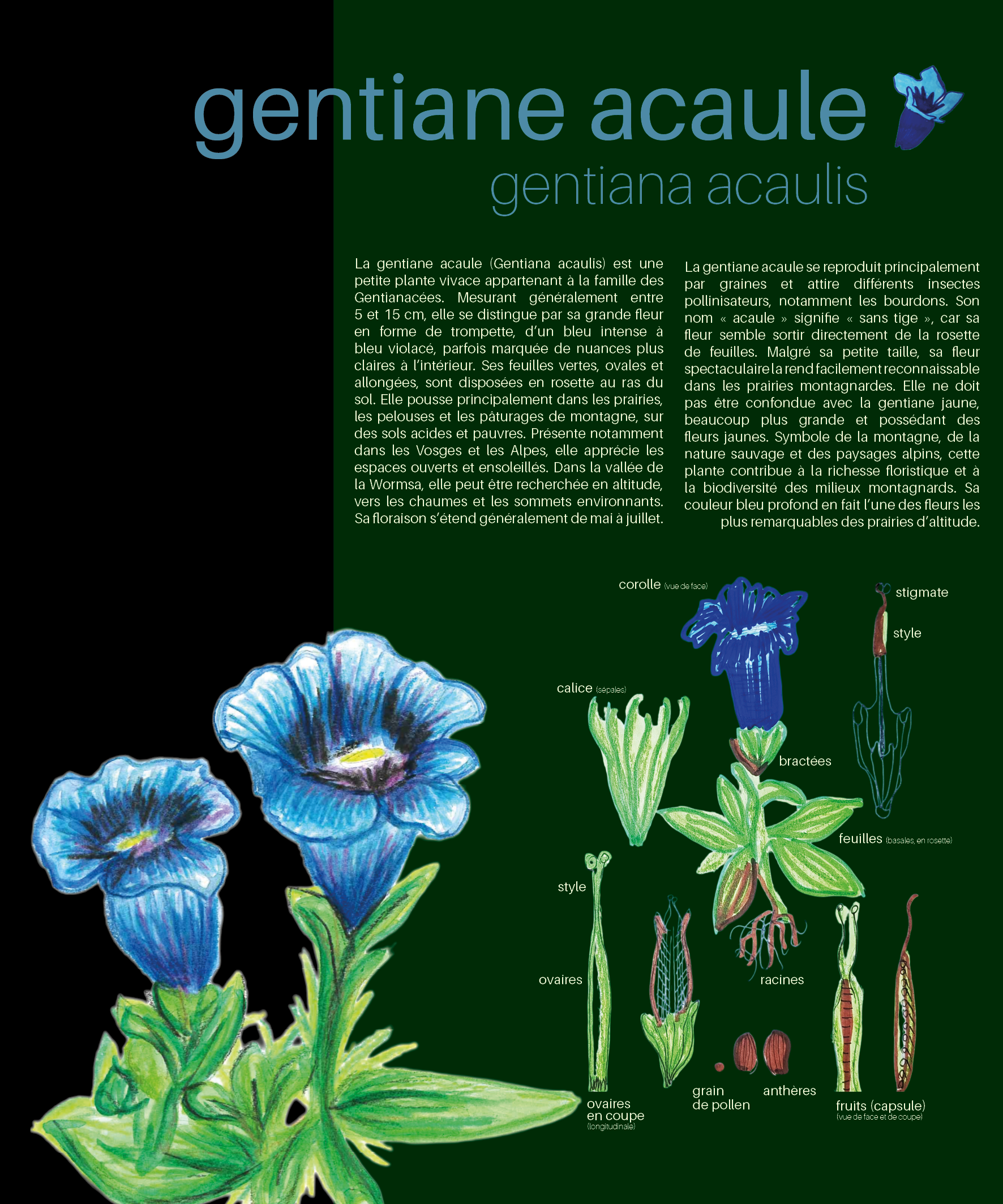 Gentiane Acaule panneau